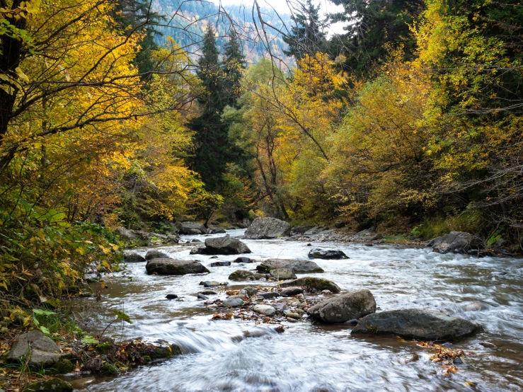 a stream running through a forest filled with lots of trees, by Arthur Sarkissian, pexels, visual art, autumn mountains, 2 5 6 x 2 5 6 pixels, greece, river rapids
