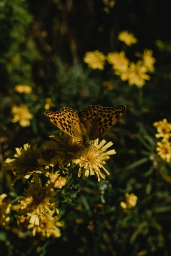 a butterfly sitting on top of a yellow flower, inspired by Elsa Bleda, unsplash contest winner, renaissance, gold speckles, ari aster, alessio albi, meadow flowers
