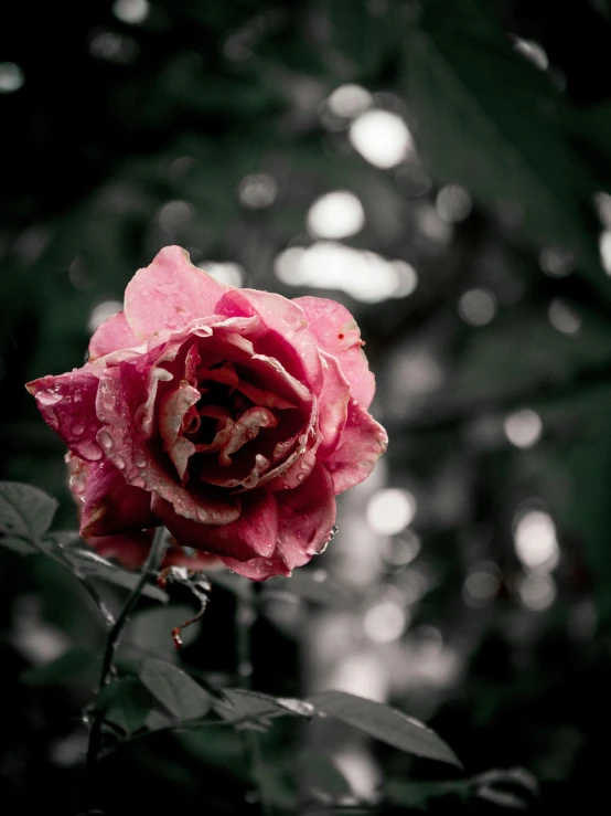 a pink rose in a black and white photo, inspired by Elsa Bleda, unsplash, red tears, overlooking, faded colors, gothic aesthetic