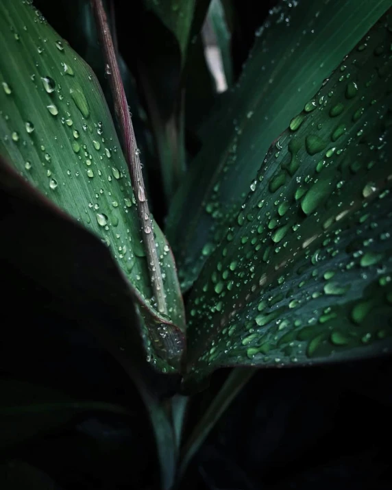 a close up of a plant with water droplets on it, inspired by Elsa Bleda, unsplash, photorealism, dark green water, quixel megascan, profile image, taken on iphone 14 pro