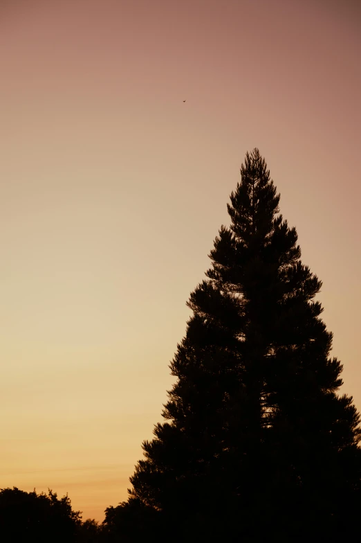 a couple of trees sitting on top of a lush green field, inspired by Edward Ruscha, unsplash, postminimalism, flying through sunset, black fir, low quality photo, soft light - n 9