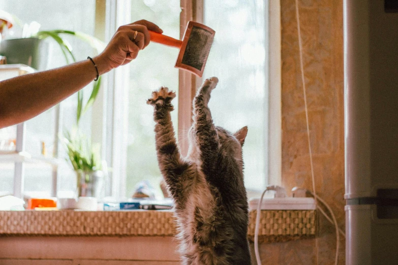 a person brushing a cat's hair with a brush, a picture, by Julia Pishtar, pexels contest winner, things hanging from ceiling, window, the cat is orange, waving arms