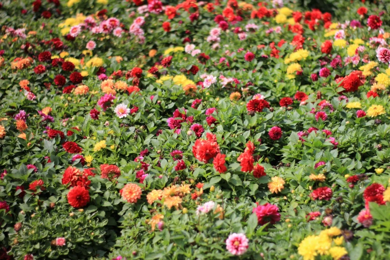 a field of colorful flowers on a sunny day, dahlias, bangalore, fan favorite, green and red plants