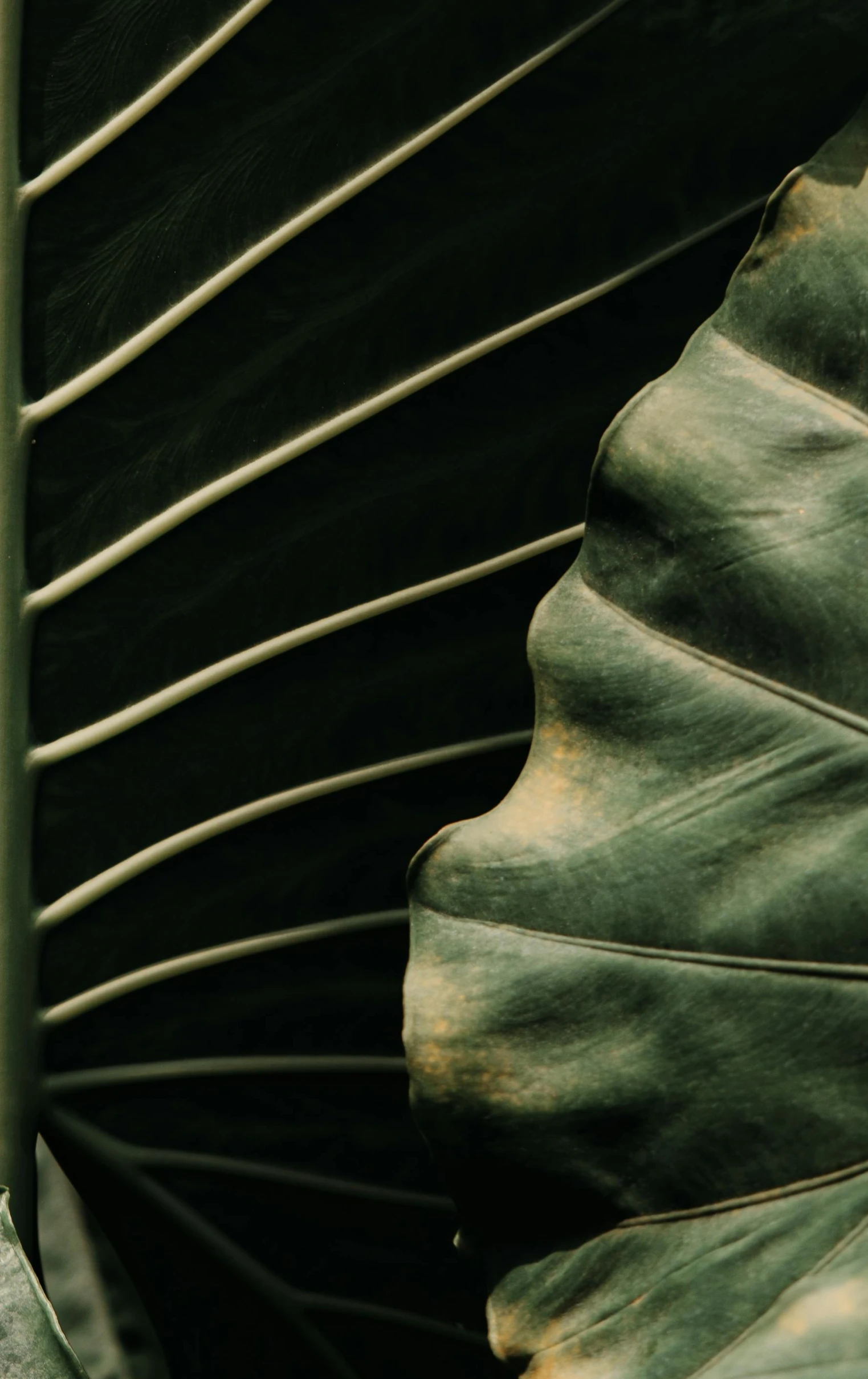 a close up of a large green leaf, an album cover, inspired by Edward Weston, art nouveau, metal surfaces, dark and muted colors, a pair of ribbed, made of leaf skeleton