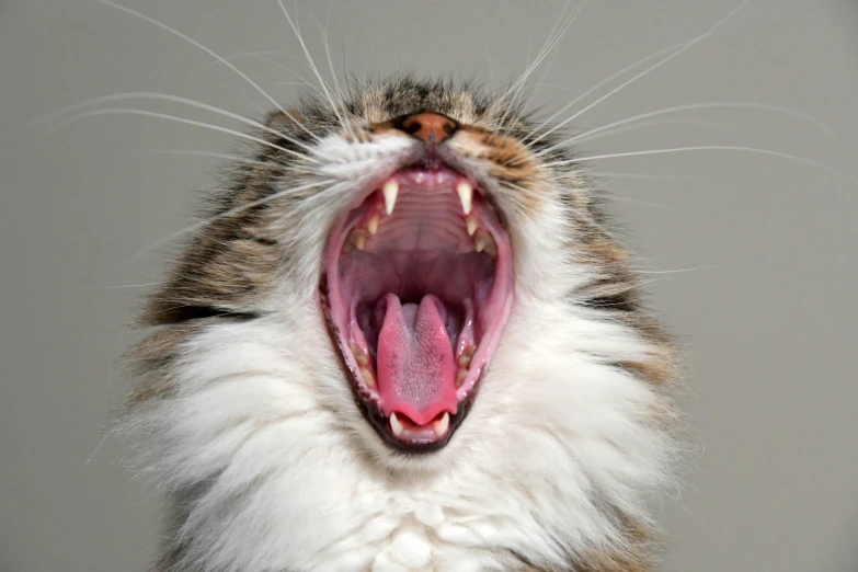 a close up of a cat with its mouth open, by Jan Tengnagel, shutterstock, instagram picture, mouse, scream, white