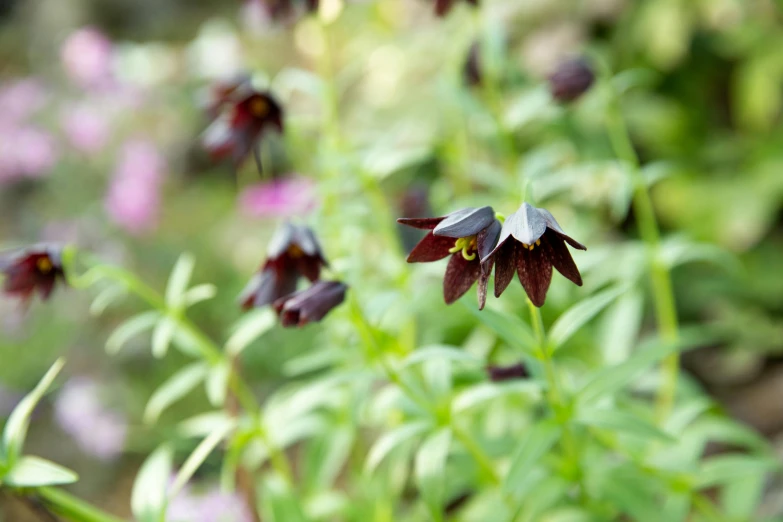 a group of purple flowers sitting on top of a lush green field, shin hanga, long dark tattered umbra, vanilla, in a cottagecore flower garden, dark brown