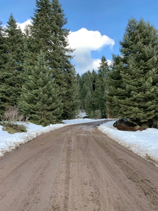 a dirt road in the middle of a forest, profile image, snow on trees and ground, thumbnail, driveway