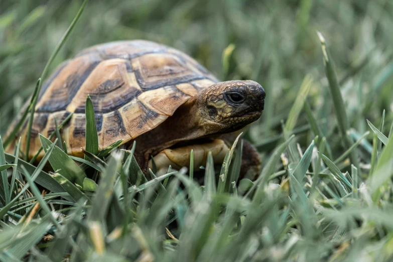 a close up of a small turtle in the grass, by Adam Marczyński, unsplash contest winner, renaissance, sustainable materials, a blond, walking down, high rendering