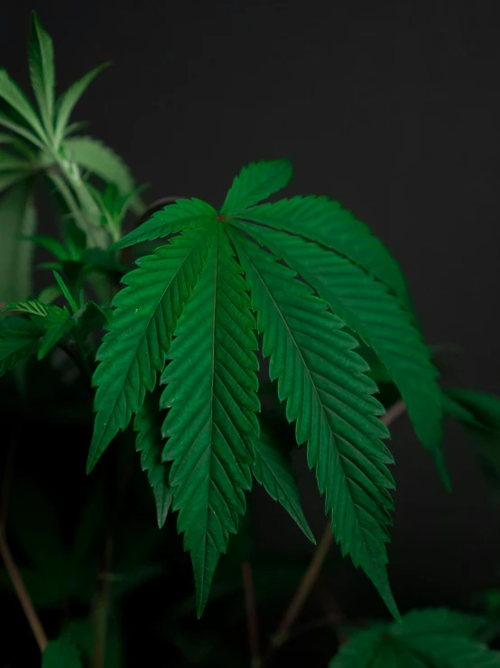 a close up of a plant with green leaves, with green cannabis leaves, standing with a black background, no cropping