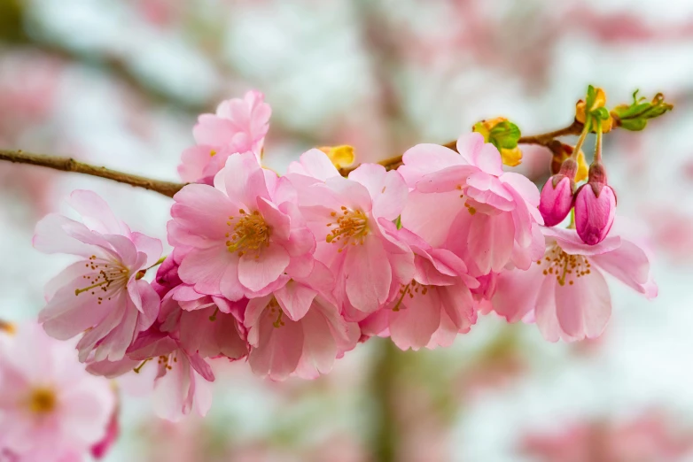 a close up of some pink flowers on a tree, inspired by Maruyama Ōkyo, pexels contest winner, 2 5 6 x 2 5 6 pixels, daniel richter, 4k serene, made of glazed