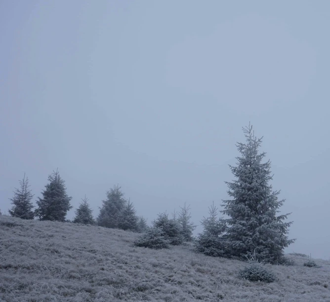 a group of trees sitting on top of a snow covered hillside, a picture, by Attila Meszlenyi, gray fog, blue gray, evergreen, dry