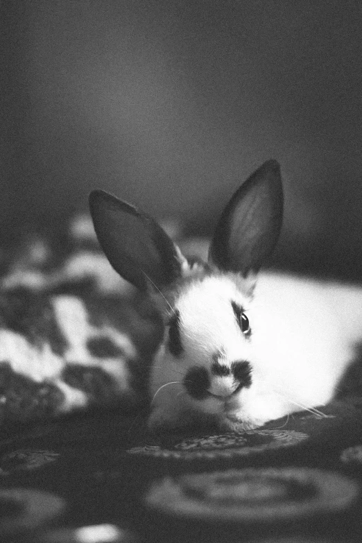 a black and white photo of a rabbit, tumblr, realistic photo”, fluffy ears and a long, 35mm of a very cute, oh