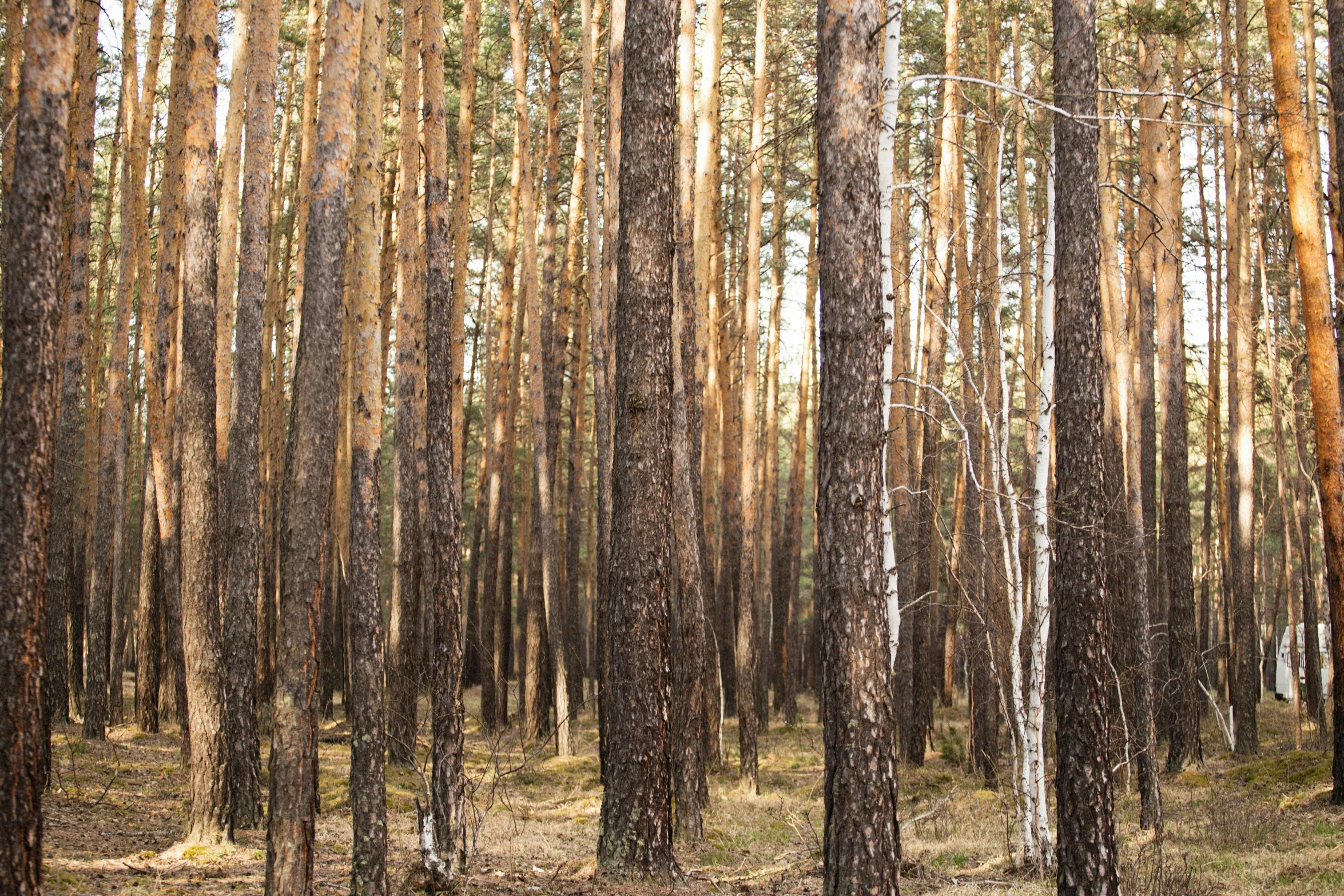 a forest filled with lots of tall trees, by Grytė Pintukaitė, unsplash, renaissance, standing in a burnt forest, hasbulla magomedov, ((trees)), panorama