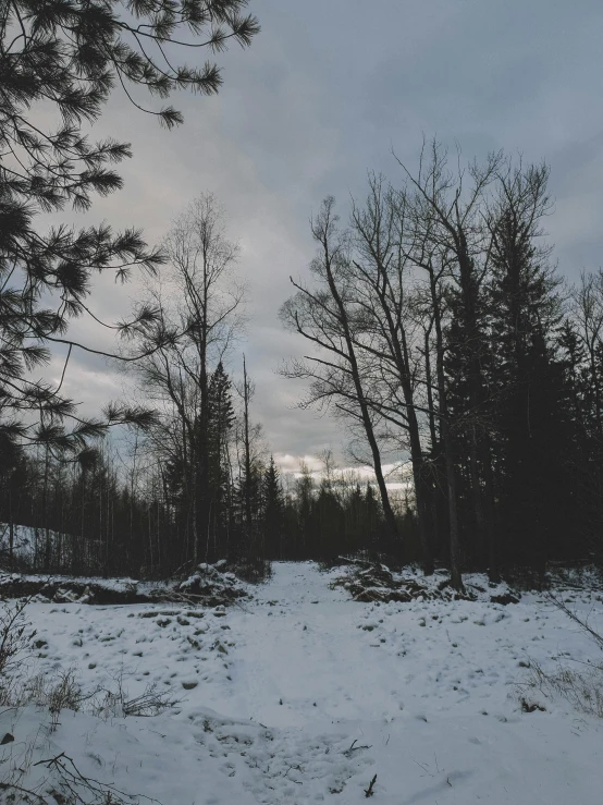 a snow covered field with trees in the background, an album cover, inspired by Eero Järnefelt, unsplash, stood in a spooky forest, hiking trail, low quality photo, 🌲🌌