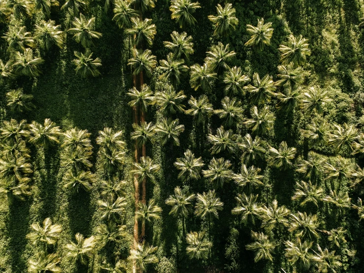 a group of palm trees that are next to each other, by Carey Morris, trending on unsplash, hurufiyya, top-down shot, large vines, hawaii, panels