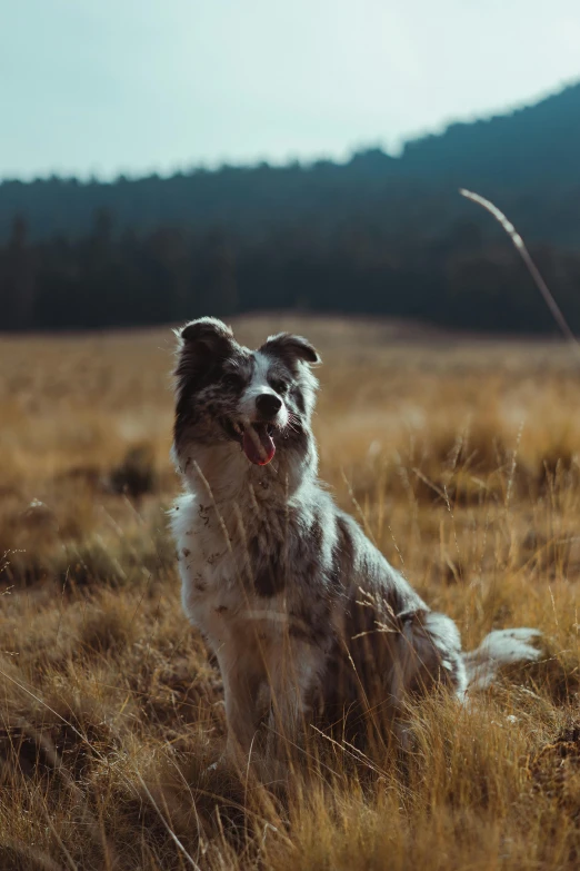 a dog that is sitting in the grass, a picture, unsplash contest winner, new mexico, whistler, grey, aussie