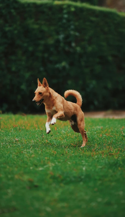 a dog running across a lush green field, pexels contest winner, tree kangaroo, jumping, low quality photo, 15081959 21121991 01012000 4k