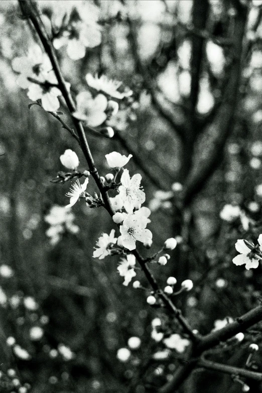 a black and white photo of a flowering tree, by Mei Qing, medium format. soft light, ( ( photograph ) ), photography )