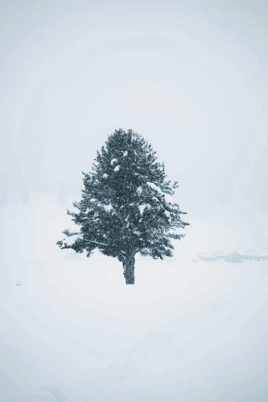 a lone tree in the middle of a snow covered field, pexels contest winner, on a gray background, evergreen, holiday, blue