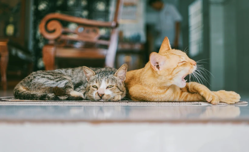 a couple of cats laying on top of a rug, pexels contest winner, happily tired, both laughing, coworkers, cat sleeping