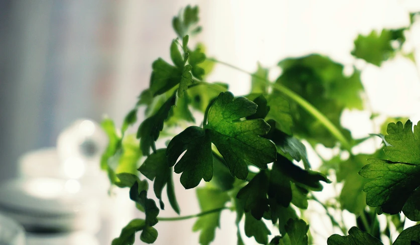 a close up of a green plant in a vase, unsplash, hurufiyya, basil flying, extremely pale, ready to eat, no cropping