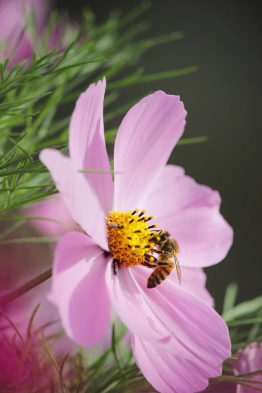 a bee sitting on top of a pink flower, slide show, cosmos exploration, promo image, high resolution image