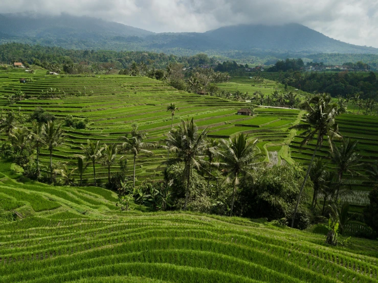 a lush green rice field with mountains in the background, by Daren Bader, pexels contest winner, staggered terraces, avatar image, tropical location, panorama of crooked ancient city