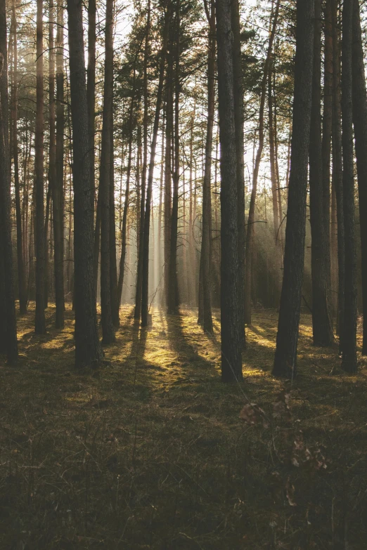 the sun shines through the trees in a forest, by Jesper Knudsen, unsplash contest winner, renaissance, minimal, ((trees)), calm serene atmosphere, sparse pine forest long shadows