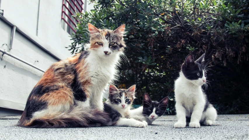 a group of cats sitting next to each other, a portrait, by Niko Henrichon, unsplash, avatar image, outdoor photo, motherly, getty images