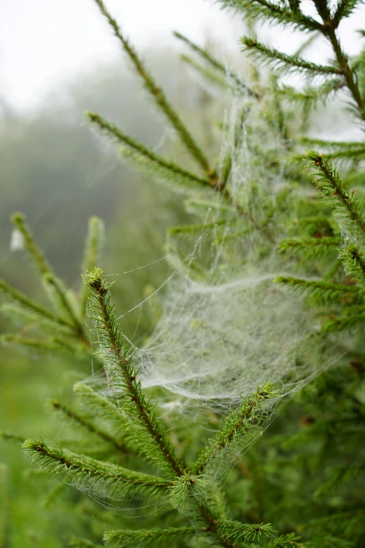 a close up of a tree with a web on it, by Thomas Millie Dow, spruce trees on the sides, moist foggy, silk, cotton