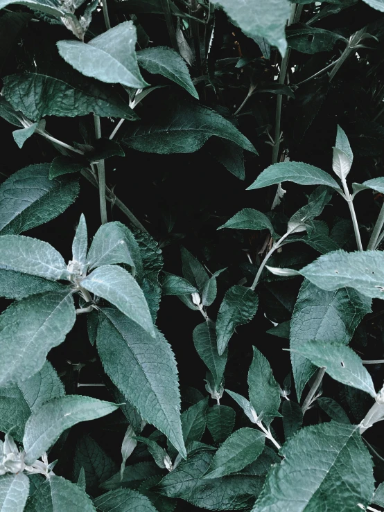 a close up of a plant with green leaves, an album cover, inspired by Elsa Bleda, trending on unsplash, salvia, dark aesthetic, ✨🕌🌙, lord of the rings aesthetic