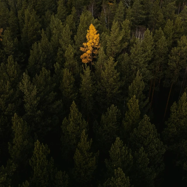 a yellow tree in the middle of a forest, by Jesper Knudsen, unsplash contest winner, symbolism, dark green, high angle shot, single pine, alexey gurylev