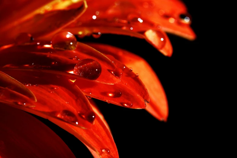 a close up of a red flower with water droplets, a macro photograph, pexels, art photography, red neon, liquid metal, orange lighting, feathers ) wet
