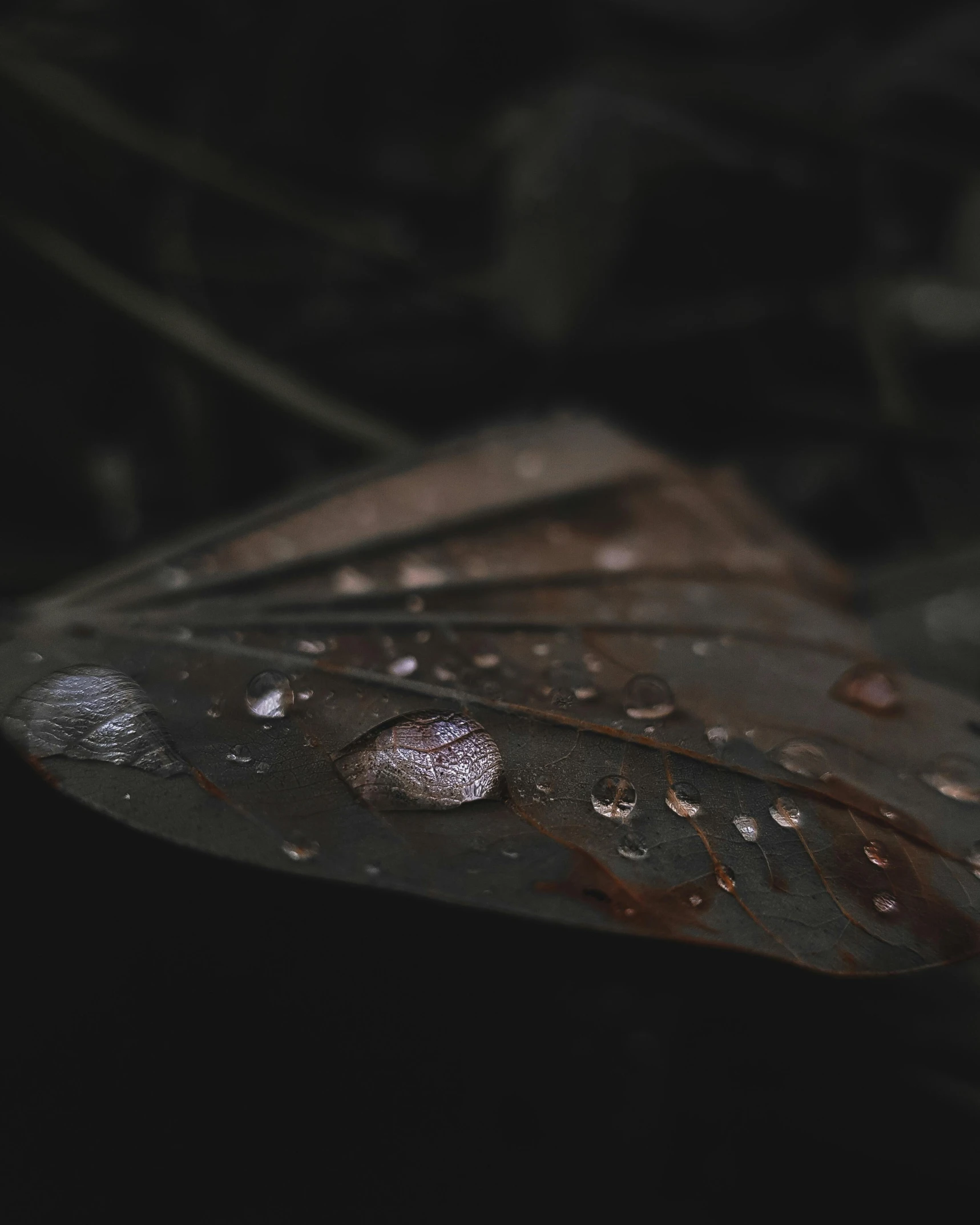 a close up of a leaf with water droplets on it, unsplash contest winner, gloomy earthy colors, membrane wings, music video, from 8 k matte