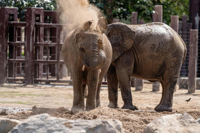 a couple of elephants standing next to each other, by Jan Tengnagel, pexels contest winner, covered in dirt, zoo, hot weather, brown