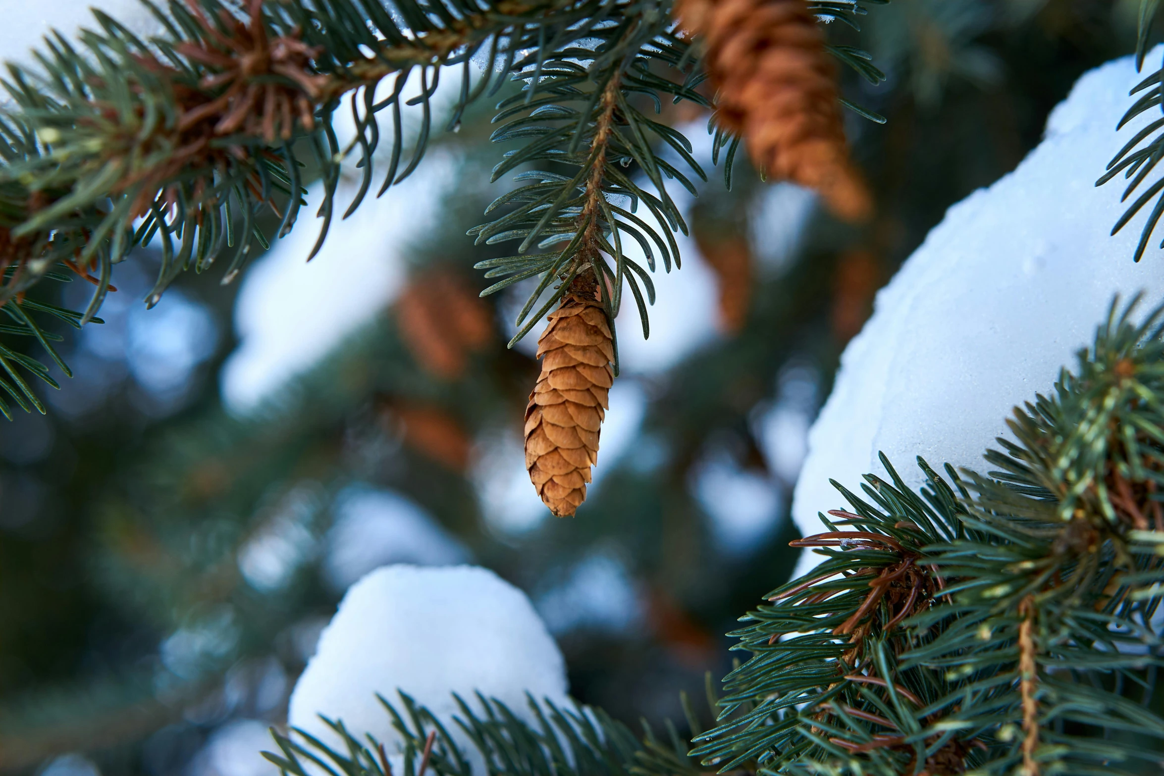 a close up of a pine tree covered in snow, 🦩🪐🐞👩🏻🦳, organic ornaments, cone, cedar