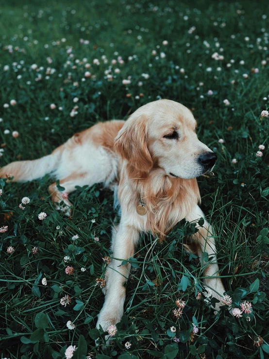 a dog that is laying down in the grass, smooth golden skin, instagram post, low quality photo, portra 8 0 0 ”