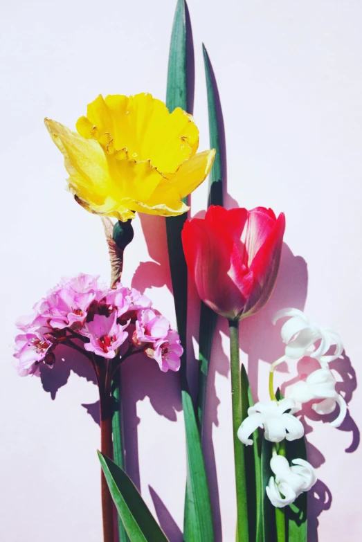 a group of flowers sitting on top of a table, a still life, by Carey Morris, trending on unsplash, overexposed sunlight, various colors, snapchat photo, hyacinth