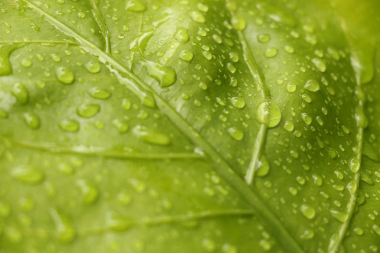 a close up of a green leaf with water droplets, by Jan Rustem, istock, lush greens, thumbnail, covered