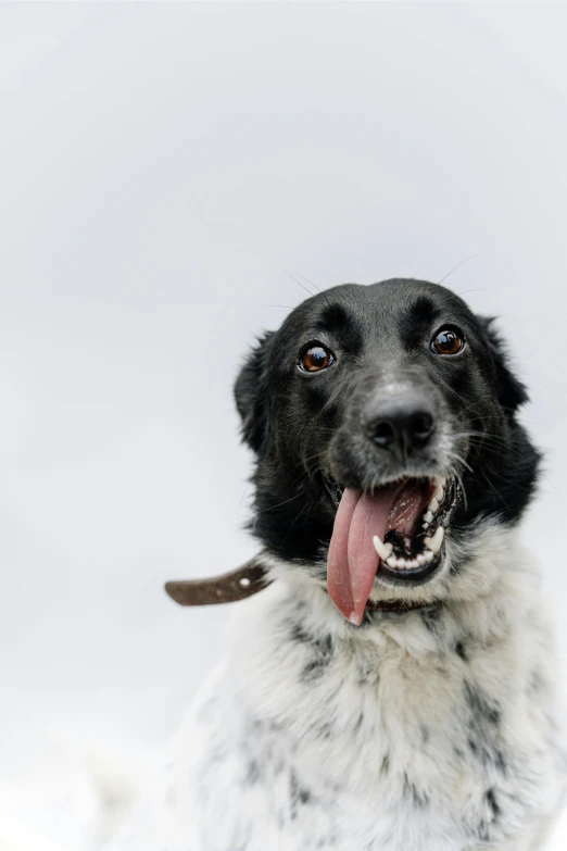 a black and white dog sitting in the snow, inspired by Elke Vogelsang, pexels contest winner, happening, closeup. mouth open, white background, to, spotted