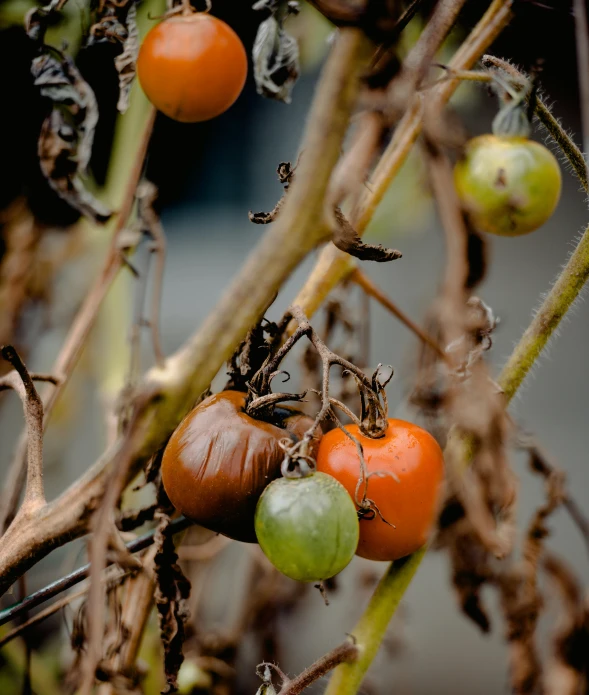 a close up of a bunch of tomatoes on a tree, a digital rendering, by Elsa Bleda, unsplash, renaissance, dead plants, brown:-2, brown, outdoor photo