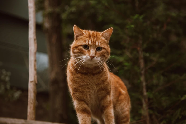 a close up of a cat standing on a ledge, in front of a forest background, hr ginger, unsplash photo contest winner, old male
