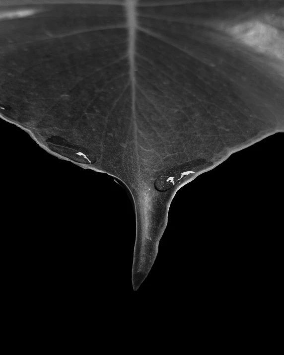 a black and white photo of a leaf, a macro photograph, inspired by Edward Weston, dripping, datura, macro photography 8k, paul barson