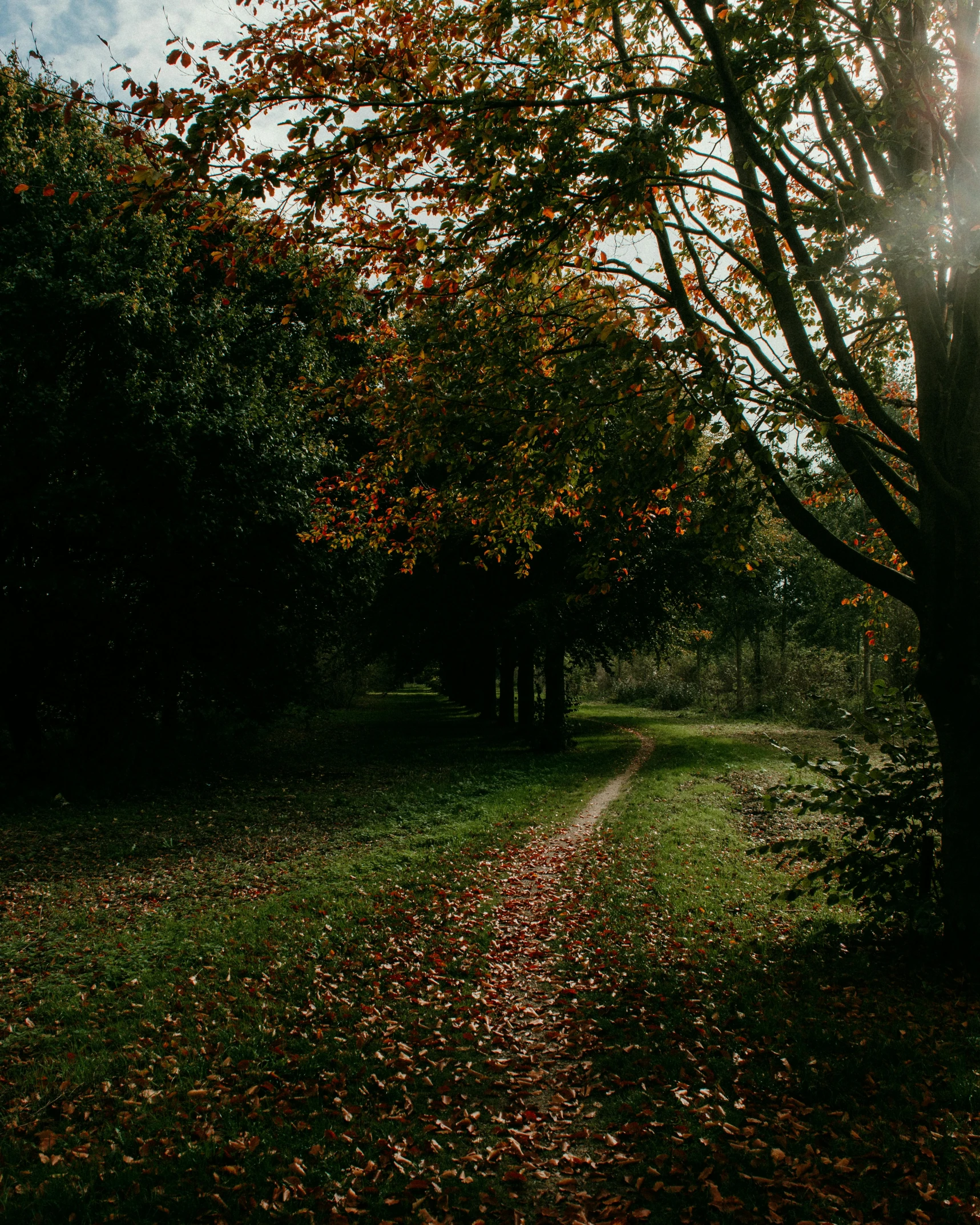 the sun shines through the trees and leaves on the ground, an album cover, unsplash contest winner, narrow footpath, grassy autumn park outdoor, distant photo, leaked image