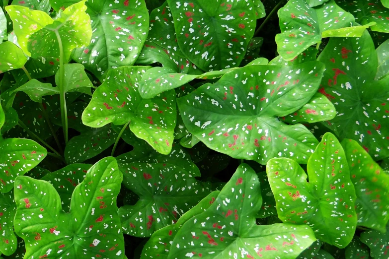 a bunch of green leaves with red spots, a photo, pointillism, tropical houseplants, vibrant color with gold speckles, clathrus - ruber, speckled