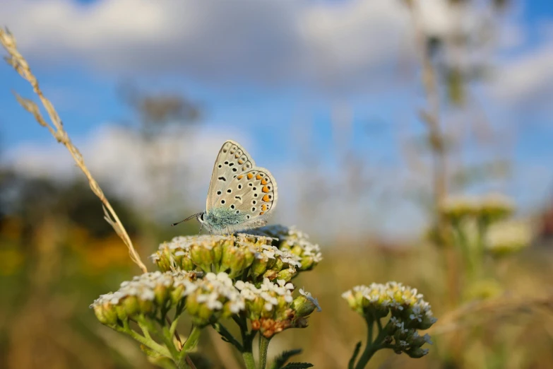 a butterfly sitting on top of a white flower, by Eglon van der Neer, unsplash contest winner, cloisonnism, sky blue, in the steppe, dappled in evening light, grey