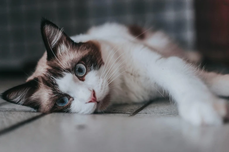 a cat that is laying down on the floor, pexels contest winner, blue-eyed, instagram post, with a white nose, gif