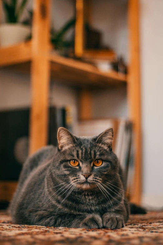 a cat that is laying down on the floor, by Niko Henrichon, pexels contest winner, sitting on a store shelf, close up portrait shot, towering over the camera, portrait featured on unsplash