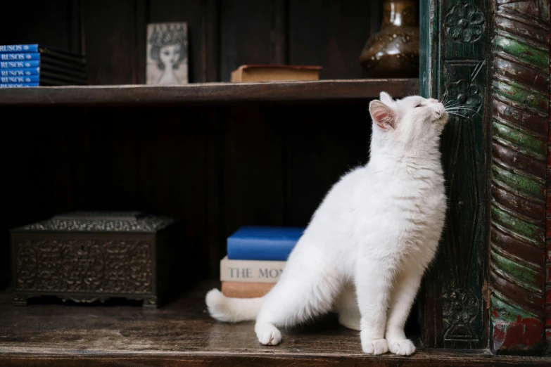 a white cat sitting on top of a wooden shelf, by Sylvia Wishart, unsplash, arts and crafts movement, cabinet of curiosities, dusty library, standing elegantly, mid-shot of a hunky