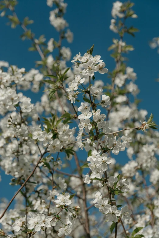 a tree with white flowers against a blue sky, by David Simpson, portrait image, cherry, medium closeup, vivid)